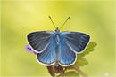 Vogelwicken-Bläuling - Polyommatus amandus 02 kND. Ein weiteres Foto vom Vogelwickenbläuling, auch Prächtiger Bläuling genannt. Es handelt sich um ein Männchen mit geöffneten Flügeln. [Zuchtfalter]