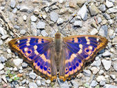 Kleiner Schillerfalter - Apatura ilia 04. Der Kleine Schillerfalter wird gelegentlich auch Espen-Schillerfalter genannt. Die Männchen haben den typischen Schillereffekt auf der Flügeloberseite. Hier ist ein Falter der Rotschillervariante (A. ilia f. clytie) zu sehen. 