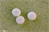 Fetthennenbläuling - Scolitantides orion - Ei 01 kND. Zu sehen sind drei Eier des in Deutschland seltenen Fetthennenbläulings. [Zuchtfoto]