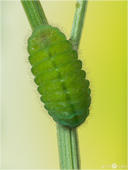 Hauhechel-Bläuling - Polyommatus icarus - Raupe 02 kND. Auf dem Foto ist eine ältere Raupe vom Hauhechelbläuling zu sehen. Der Bläuling wird auch als Gemeiner Bläuling bezeichnet. [Zuchtfoto]