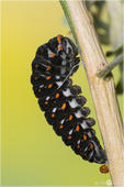 Schwalbenschwanz - Papilio machaon - Raupe 08 kND. Auf dem Foto ist eine Raupe vom Schwalbenschwanz in der schwarzen Variante zu sehen die sich zur Verpuppung aufgehängt hat. [Zuchfoto]
