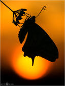 Schwalbenschwanz - Papilio machaon 19 kND. Diesen Schwalbenschwanz aus einer Zucht konnte ich bei einem Freund vor der untergehenden Sonne aufnehmen. [Zuchtfoto]