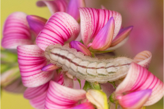 green-underside blue (Glaucopsyche alexis) caterpillar on plant