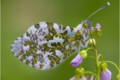 Aurorafalter-Anthocharis-cardamines-09