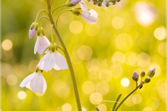 Aurorafalter-Anthocharis-cardamines-16