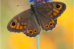 Large Wall Brown (Lasiommata maera) resting on an flower