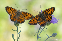 knapweed fritillary (Melitaea phoebe) male and female butterfly