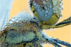 Fruehe-Heidelibelle-Sympetrum-fonscolombii-03