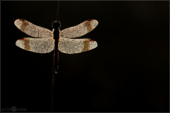 Gebaenderte-Heidelibelle-Sympetrum-pedemontanum-02-kND
