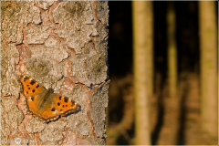 Grosser-Fuchs-Nymphalis-polychloros-02