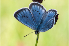 Heller-Wiesenknopf-Ameisenblaeuling-Maculinea-teleius-01-kND