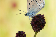 Heller-Wiesenknopf-Ameisenblaeuling-Maculinea-teleius-02-kND