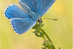 Himmelblauer-Blaeuling-Polyommatus-bellargus-01