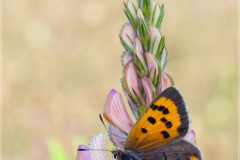 Kleiner-Feuerfalter-Lycaena-phlaeas-11