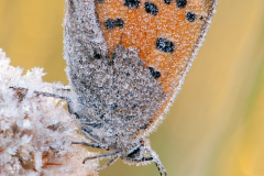 Kleiner-Feuerfalter-Lycaena-phlaeas-17