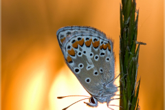 Kleiner-Sonnenroeschen-Blaeuling-Polyommatus-agestis-17
