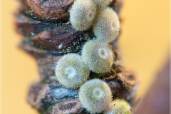 Blue Spot Hairstreak (Satyrium spini) eggs in winter