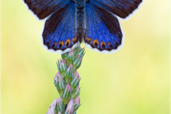 Kronwicken-Blaeuling-Plebeius-argyrognomon-01