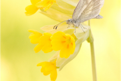 Leguminosen-oder-Reals-Schmalfluegel-Weissling-Leptidea-sinapis-oder-reali-10