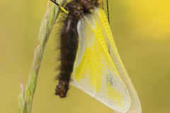 Libellen-Schmetterlingshaft-Libelloides-coccajus-02-kND