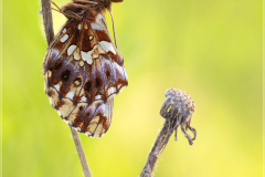 Magerrasen-Perlmutfalter-Boloria-dia-05