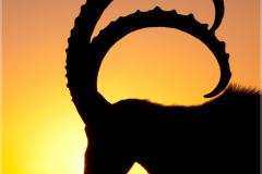 Nubischen-Steinbock-Capra-ibex-nubiana-01