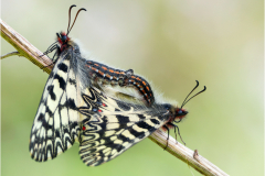 Southern Festoon (Zerynthia polyxena) resting on an unidentified plant