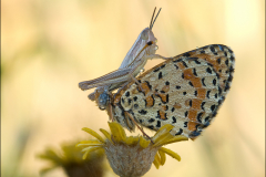Roter-Scheckenfalter-Melitaea-didyma-mit-Grashuepfer-02