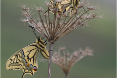 Schwalbenschwanz-Papilio-machaon-06