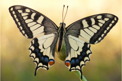 Schwalbenschwanz-Papilio-machaon-11-kND