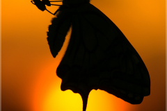 Schwalbenschwanz-Papilio-machaon-19-kND