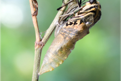 Schwalbenschwanz-Papilio-machaon-Puppe-02-kND