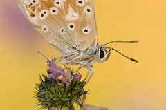 Silbergruener-Blaeuling-Polyommatus-coridon-01