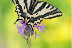 Old World swallowtail (Papilio machaon) resting on an unidentified plant