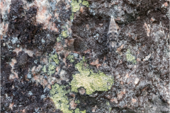 mourning cloak (Nymphalis antiopa) chrysalis in summer