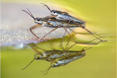 Wasserlaeufer-Gerris-gibbifer-03
