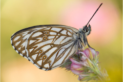 Westliches-Schachbrett-Melanargia-occitanica-01-kND