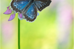 Meleager's Blue (Polyommatus daphnis)