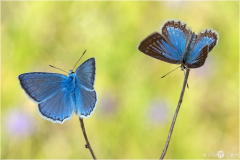 Meleager's Blue (Polyommatus daphnis) male and female in summer