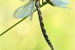 Blaugruene-Mosaikjungfer-Aeshna-cyanea-01-kND