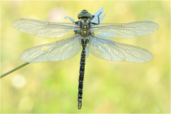 Blaugruene-Mosaikjungfer-Aeshna-cyanea-02-kND