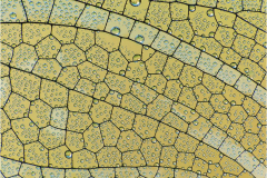wing of a dragon-fly