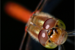 Feuerlibelle-Crocothemis-erythraea-01