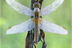 Feuerlibelle-Crocothemis-erythraea-02