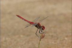 Fruehe-Heidelibelle-Sympetrum-fonscolombii-01