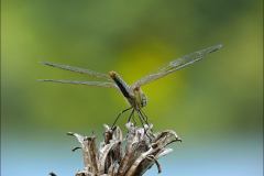 Fruehe-Heidelibelle-Sympetrum-fonscolombii-02