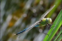 Grosse-Koenigslibelle-Anax-imperator-01