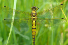 Grosser-Blaupfeil-Orthetrum-cancellatum-01